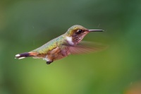 Kolibrik vulkanovy - Selasphorus flammula - Volcano Hummingbird o1118